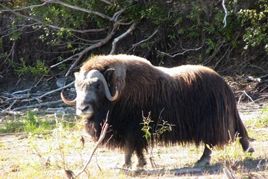 Ox Wallpapers   Animals Town