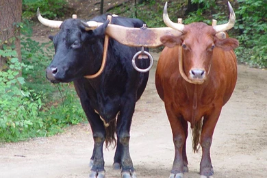 Ox Wallpapers And Backgrounds   Animals Town