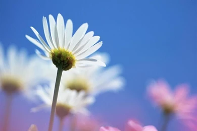 Daisy Family   Flower Wallpapers Page 3   Crazy Frankenstein