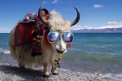 Funny Ox Sunglasses Summer   Wallpapers Bros.