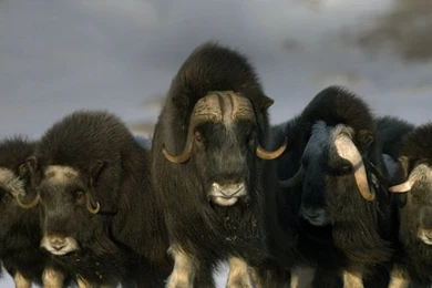 Bing Wallpapers Archive