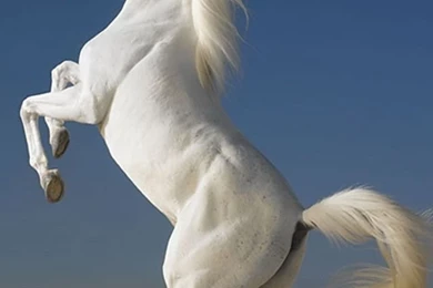 640x960 Hot Wallpapers For Phone Download   1   640x960   Hot ...