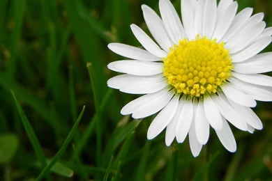 Flower Daisy White Wallpapers