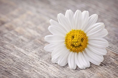 Daisy Flowers Images And Wallpapers Download