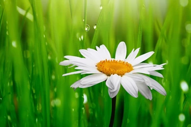 Daisy Flowers Wallpapers (34758616) Fanpop