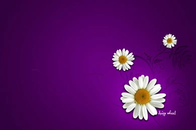 Daisy flower wallpaper 3 717185.jpg