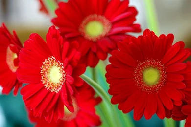 Daisy   Flowers Wallpapers (248267)   Fanpop