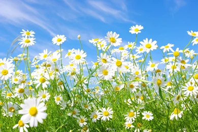 Daisy Among Poppies Wallpapers