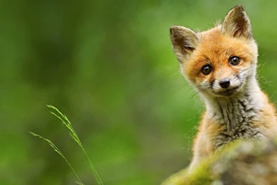 Flag Days: Grinch Desktop Wallpapers