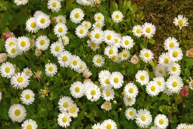 Wonderful Daisy Wallpapers