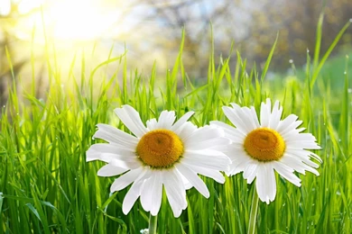 Twin Daisy Flower Wallpapers HD