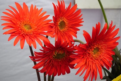 Orange Daisies Wallpapers