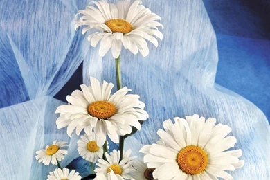 Beautiful Backgrounds Wallpapers Hd (5)