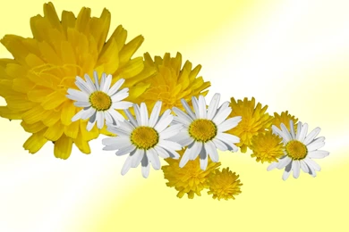 Wallpapers   Wallpaper, Desktop Wallpaper, Sfondi Des