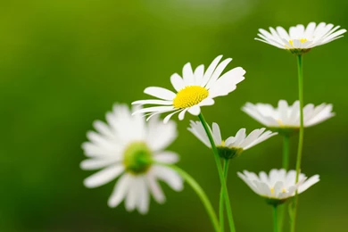 White Daisies Desktop Wallpaper, White Daisies Images, New Wallpapers