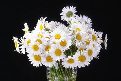 Download Wallpapers 3840x2400 Daisy, Flowers, Bouquet, Vase, Black ...