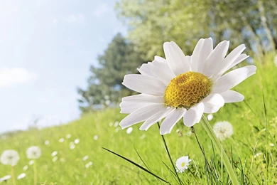 Download Wallpapers 2560x1440 Daisy, Flower, Grass, Petals Mac iMac ...