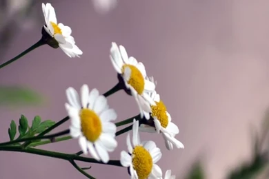 Flower iPhone 5s Wallpapers