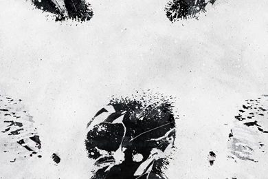 Lone Wolf HD Desktop Wallpapers : High Definition : Fullscreen : Mobile