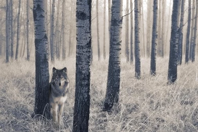 Lone Wolf Wallpapers >> Backgrounds With Quality HD