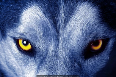 Best Wolf 4K Or HD Wallpapers For Your PC, Mac Or Mobile Device