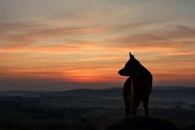 Dogs: Lone Wolf Sky Dog Sun Free Desktop Backgrounds For HD 16:9 ...