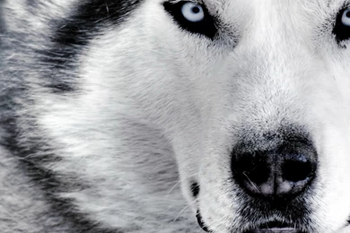 White Wolf Wallpapers 1680x1050