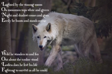 Other Lone Wolf Art White Wisdom Timber Howling Saying Canislupus ...