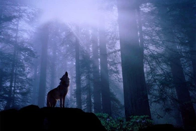 Wallpapers Forest, Night, Wolf, Lone Wolf.
