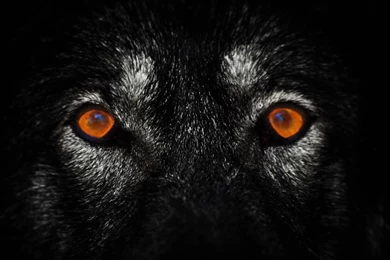O LONE WOLF facebook   HD Wallpapers .NU