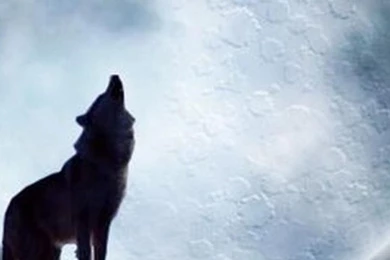 Lone wolf poems fantasy iphone 6 plus 1080x1920 wallpaper.jpg