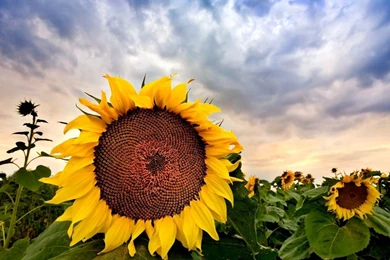 Sunflower Close Up HDR HD Desktop Wallpapers : Widescreen : High ...