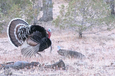 15 Yard Files: Gould's Turkey Hunting