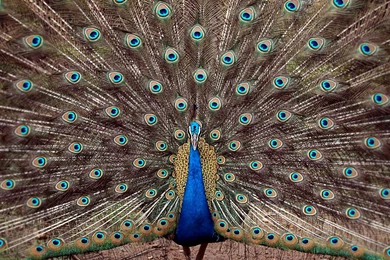 Peacock Wallpapers 9442