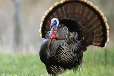 TURKEY Bird Wildlife Thanksgiving Nature Wallpapers