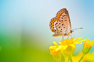 1600x900 Butterfly On Yellow Flower Wallpapers