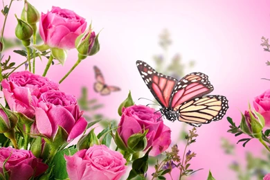 53 Flowers And Butterflies Pictures, Images, Wallpapers