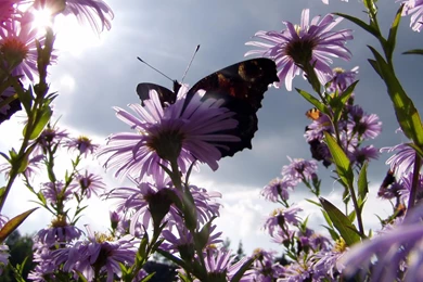 Download Flower And Butterfly Awesome Photo Wallpapers