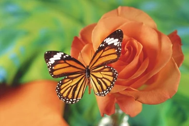 Butterfly And Flowers Wallpapers