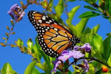 Beautiful flowers and butterflies wallpapers yn6jkjy25.jpg