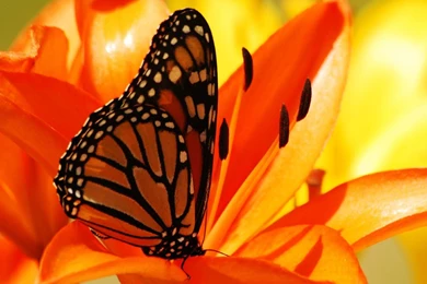 Download Wallpapers 2048x1152 Butterfly, Flower, Inside, Shadow HD ...