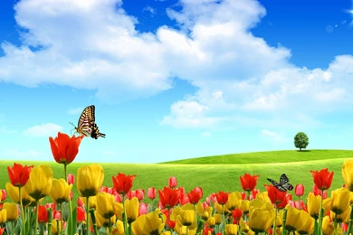 Butterfly Flowers Balloons Clean Digital Art Widescreen Wallpapers ...