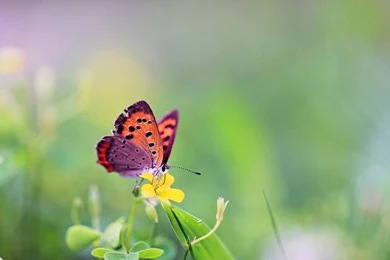 Download Wallpapers 1920x1200 Butterfly, Flower, Grass, Leaves ...