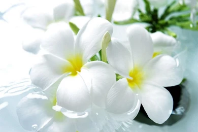 Beautiful Flowers Wallpapers 3   Crazy Frankenstein