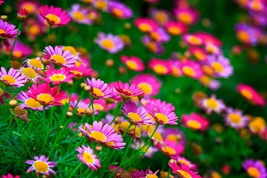 Most Beautiful Flowers Wallpapers For Computer & Mobile