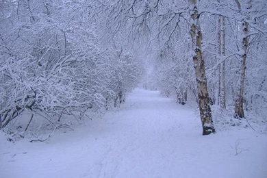 Winter Scenes Desktop Wallpapers 2015   Grasscloth Wallpapers