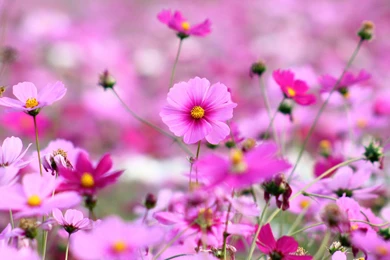 Download Beautiful Flower Wallpapers Wide