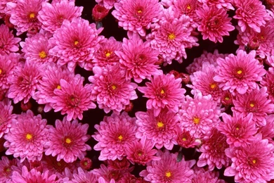 Download Wallpapers Free: Beautiful Flowers Wallpapers