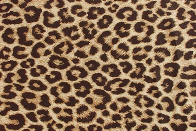 Purple Leopard Print Wallpapers   Wallpapers HD Wide