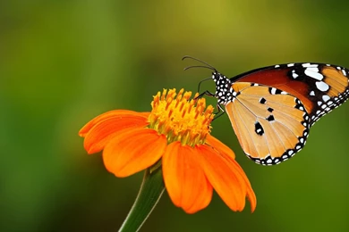 1024x768px Butterfly Wallpapers On A Flower